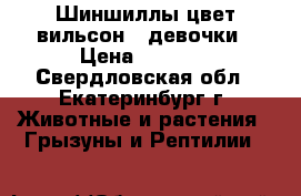 Шиншиллы цвет вильсон 2 девочки › Цена ­ 3 000 - Свердловская обл., Екатеринбург г. Животные и растения » Грызуны и Рептилии   